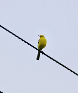 Yellow wagtail