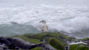 Glaucous-winged Gull