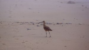 Long-billed Curlew