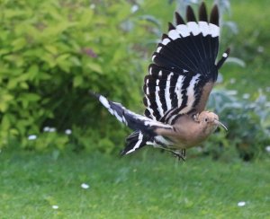 Hoopoe