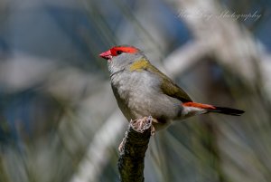 Red-browed Finch ( Firetail  )