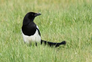 Magpie