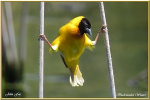 Black-headed Weaver