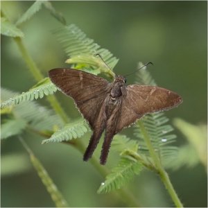 Teleus Longtail