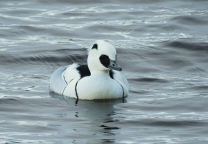 smew3_090