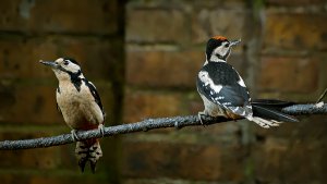 Great Spotted Woodpecker - Mother and Fledgling