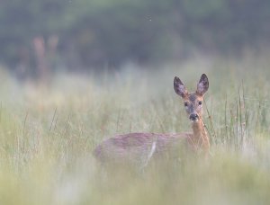 Roe deer