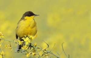 Yellow Wagtail