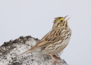 Savannah Sparrow