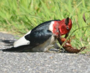 Crayfish Catches Woodpecker.