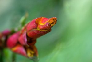 Forest flower