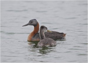 Great Grebe