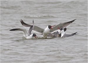 Laughing Gulls, Brown Pelican