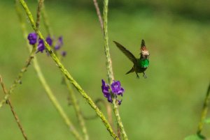 Rufous-crested Coquette