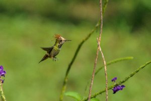 Rufous-crested Coquette