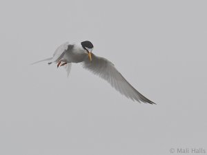 Little Tern