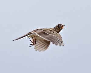 Skylark