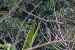 Blue-headed Parrot