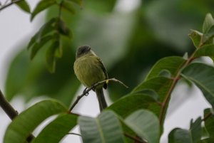 Red-billed Tyrannulet