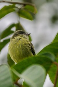 Red-billed Tyrannulet