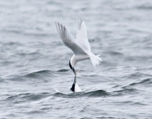 Sandwich Terns