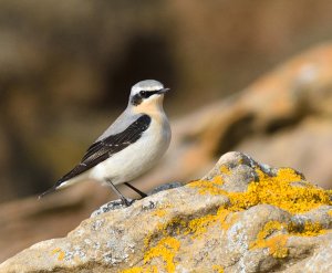 Wheatear Male