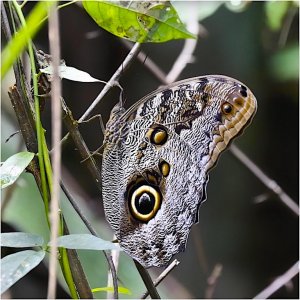 Dark Owl-Butterfly
