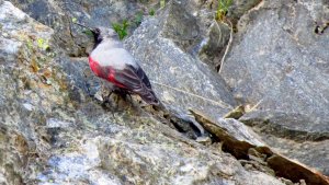 Wallcreeper (male)