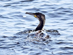 Cormorant