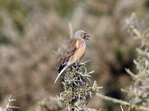 Linnet