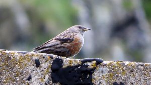 Alpine Accentor