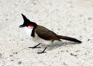 Red Whiskered Bulbul