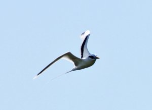 White Tropicbird