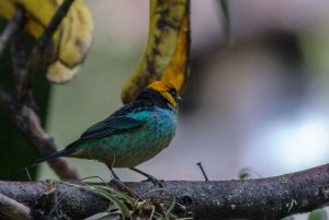 Saffron-crowned Tanager