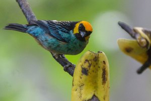 Saffron-crowned Tanager