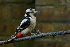 Great spotted Woodpecker - female