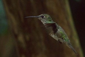 Green-and-white Hummingbird