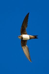 Sea swift