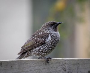 Little Wattlebird