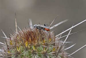 Grasshopper-Hunting Wasp