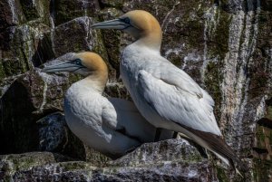 Mr & Mrs Gannet