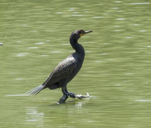 Double-Crested Cormorant