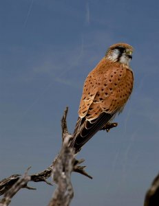 Nankeen Kestrel