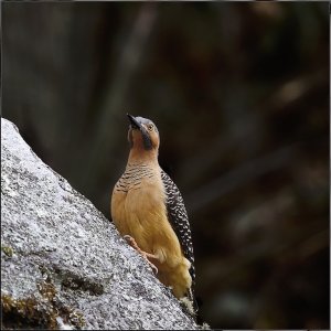 Andean Flicker (female)