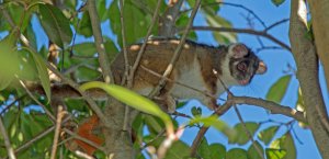 Ring-tailed Possum