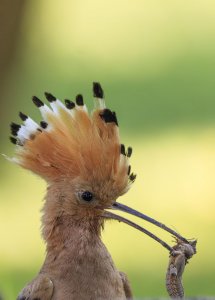 Eurasian Hoopoe after a successful hunt