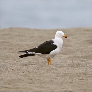Belcher's Gull (adult)