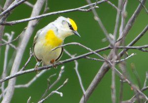 brewsters warbler (hybrid)