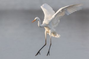 Alighting Great White Egret