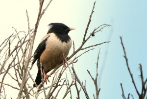 Rosy Starling